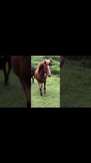 Dog is tempted to chase horses