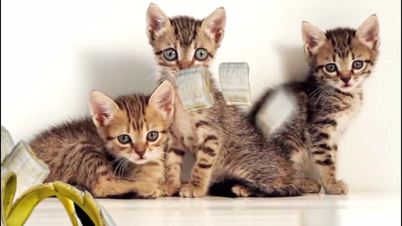 Funny Cats & Banana....
