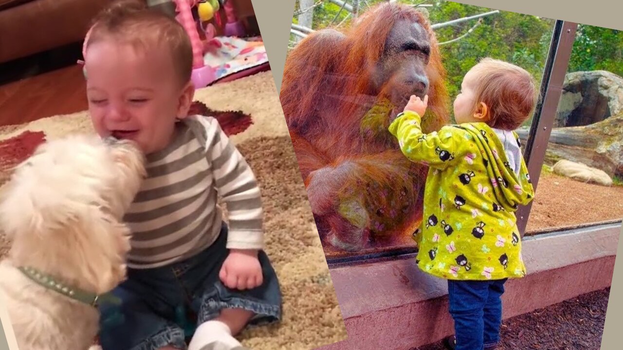 Funny Babies at The Zoo, try not to laugh, funny babies with animals