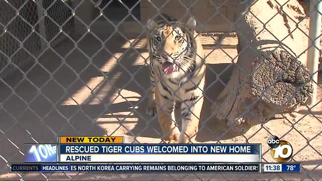 Rescued tiger cub welcomed into new home