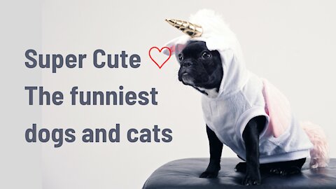 Super cute ♡ The funniest dogs and cats of 2021