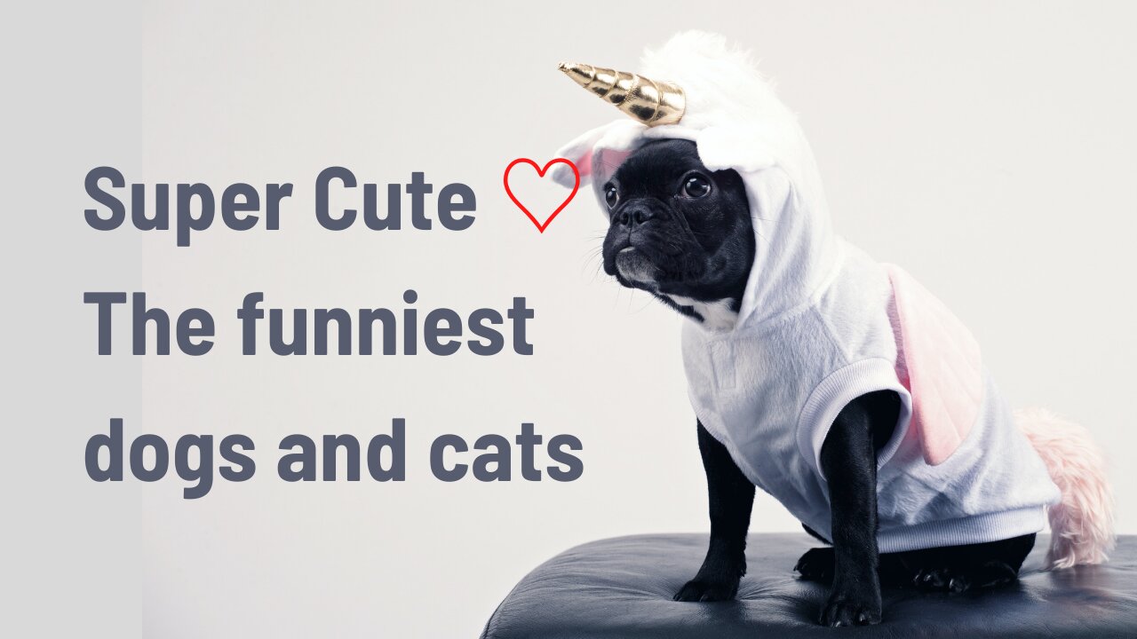 Super cute ♡ The funniest dogs and cats of 2021