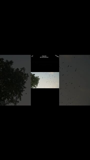 We can find birds all over the continents of the world #birds #shorts