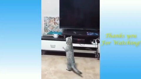 🐈 🐈Funny and cute cat shots 🐈🐈 😂