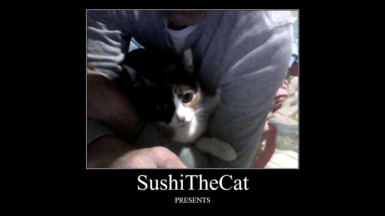 SushiTheCat #2 dont bother me..