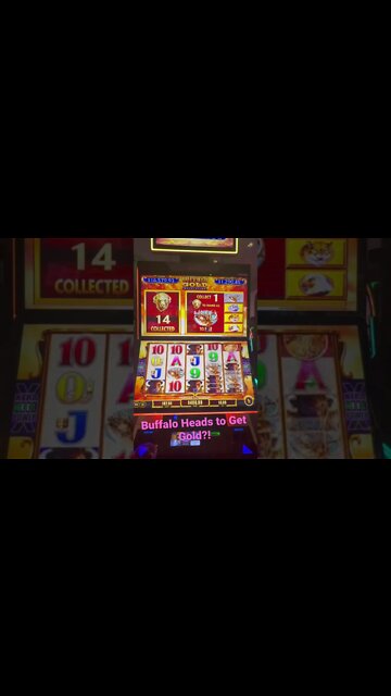 Itsy Bitsy Win On Buffalo Gold! #shorts