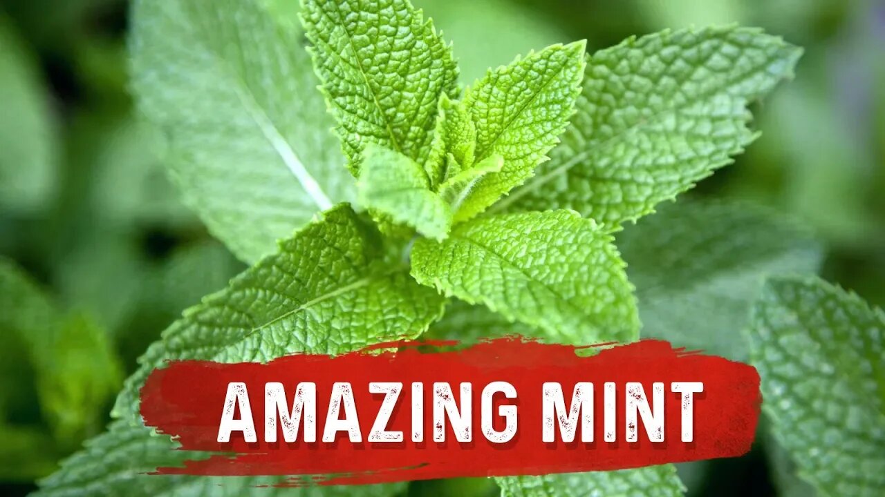 Mint Benefits for Health - Mint Leaf Uses for Digestion Issues - Dr. Berg