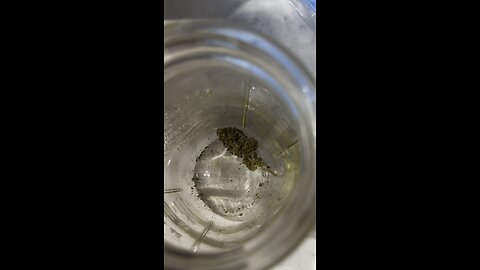Bruneau’s Black Pak Strain