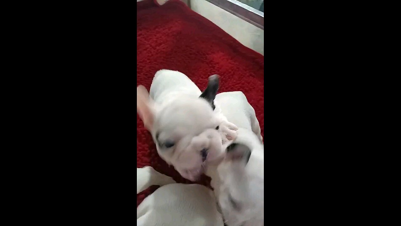 Frenchie Puppies