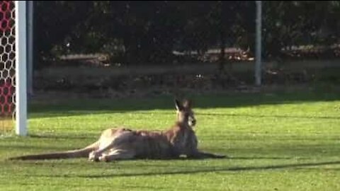 Canguro invade campo di calcio in Australia