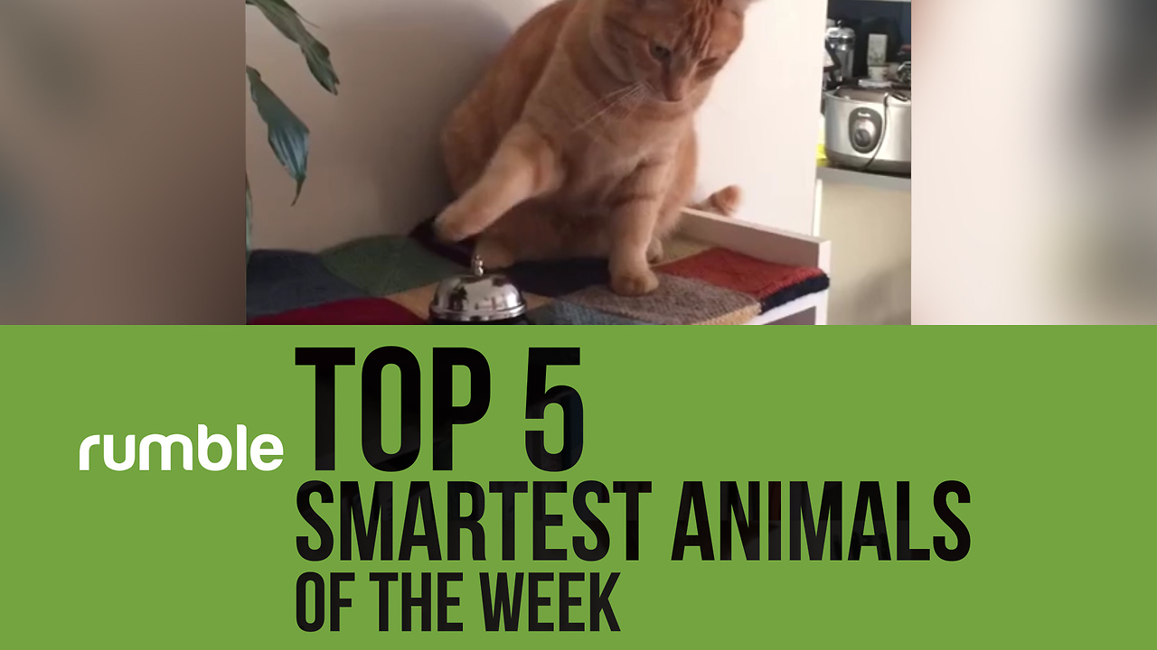 Rumble Virals presents the top 5 smartest animals of the week!