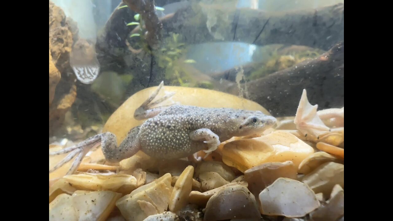 African dwarf frog feeding-Ms. piggy and Kermit