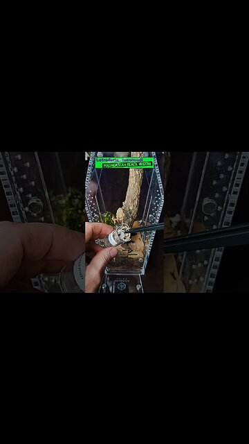 Don't SCREAM While Rehousing Black Widows!