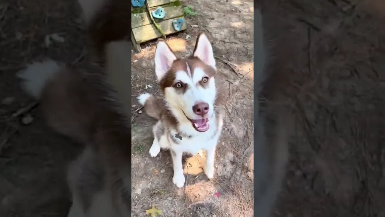 Husky BITCH SLAPS Rottweiler #husky #puppy #rottweiler #dog #dogs #funny #shorts