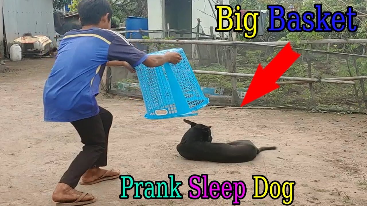 Wow Big Basket Vs Real Dog So Funny Prank 2021