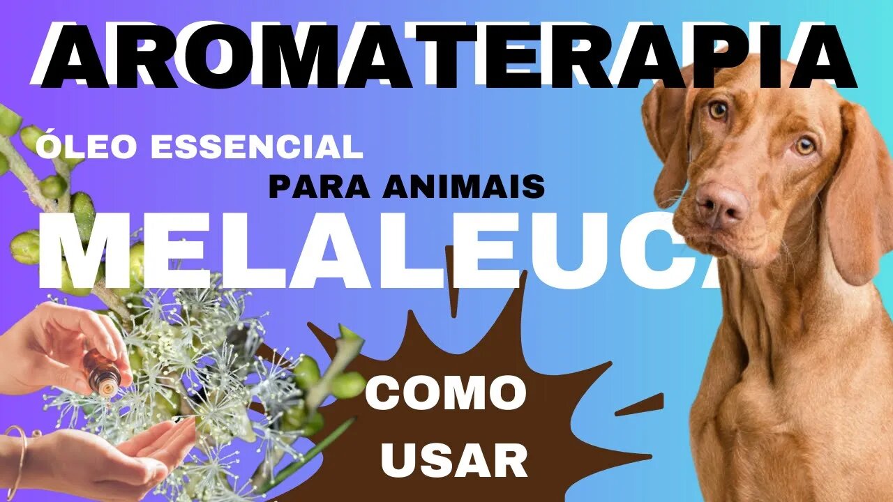 AROMATERAPIA PARA ANIMAIS | ÓLEO ESSENCIAL DE MELALEUCA | COMO USAR PARA CÃES