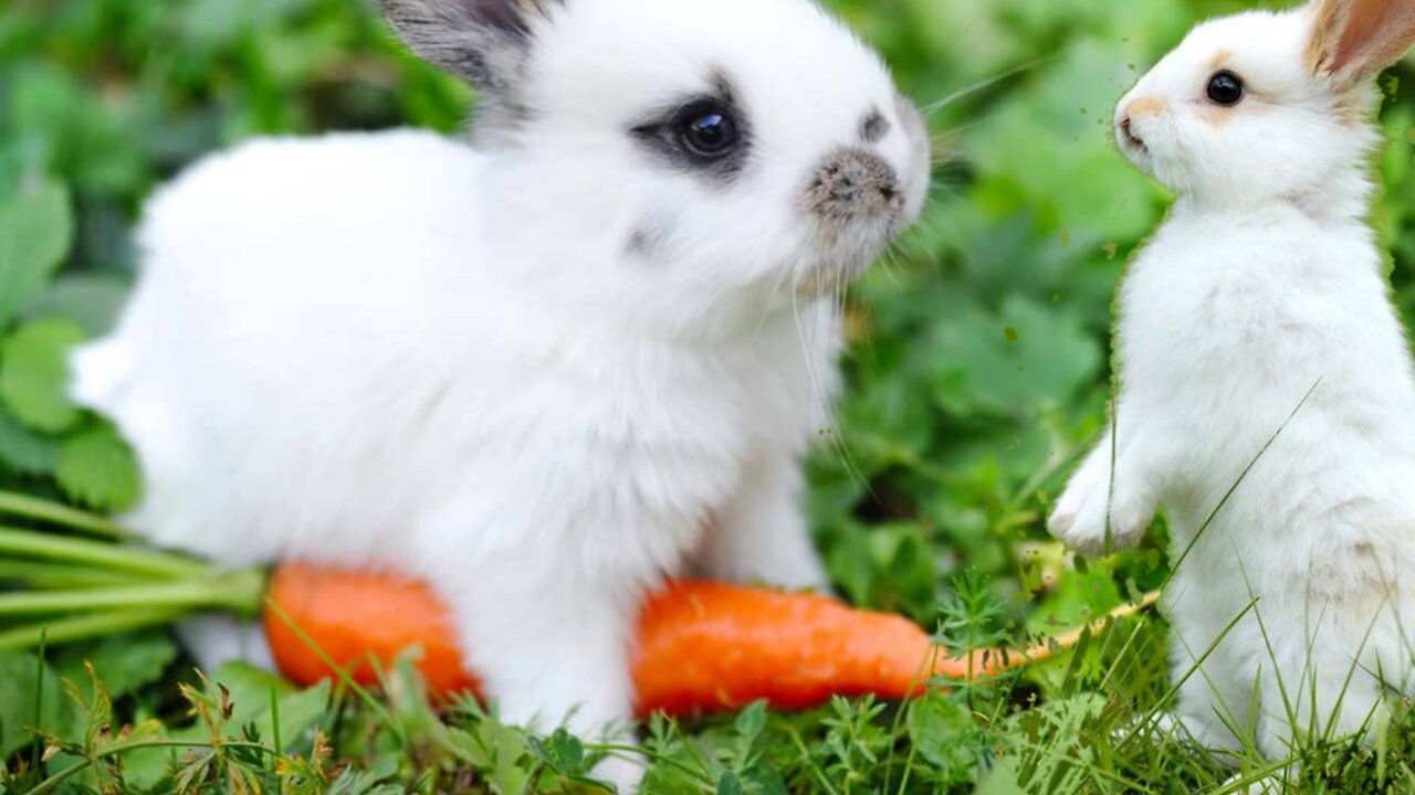 Cute Rabbit ratting | rabbit |