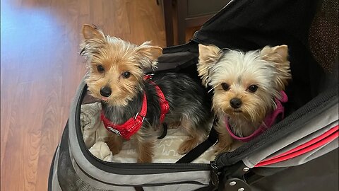 Update of YouTube/ book update/ puppy update