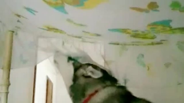 Siberian Husky comically tries to say 'I love you'