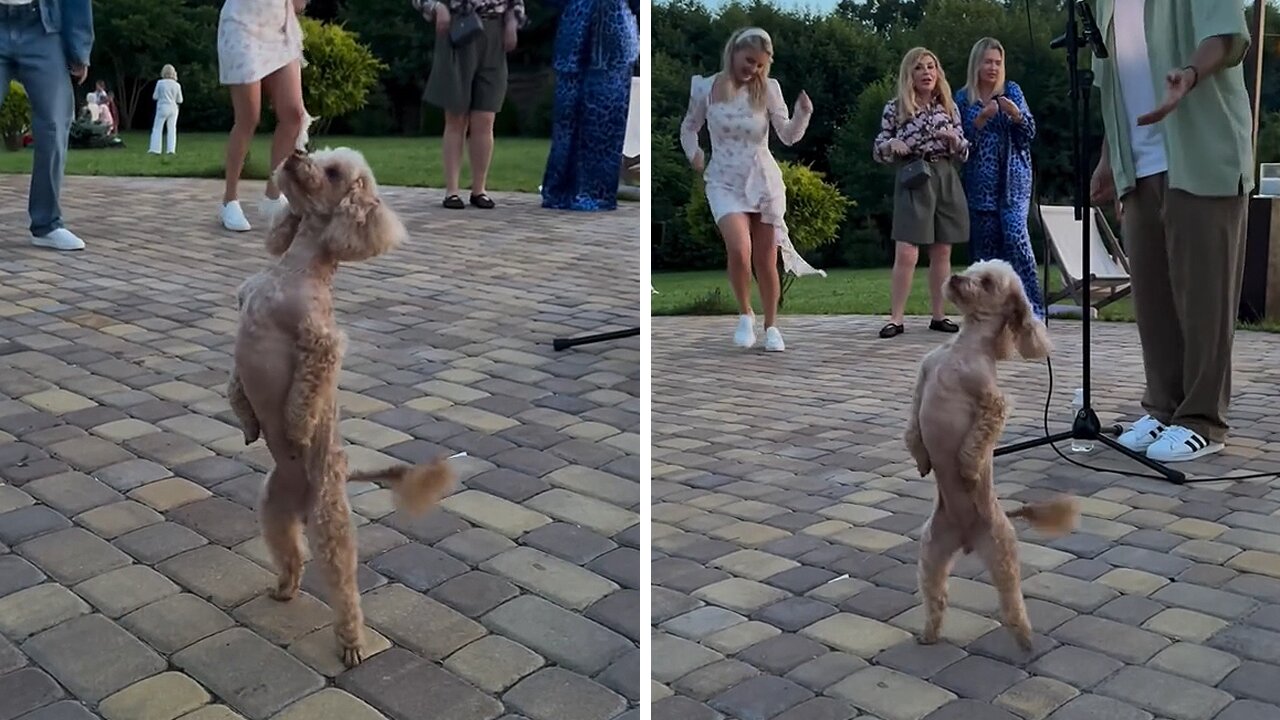 Charming Pup Delights With Adorable Dance Moves