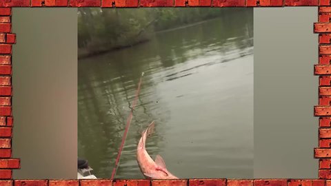Cute, WIn, or Fail? | Funny Fishing