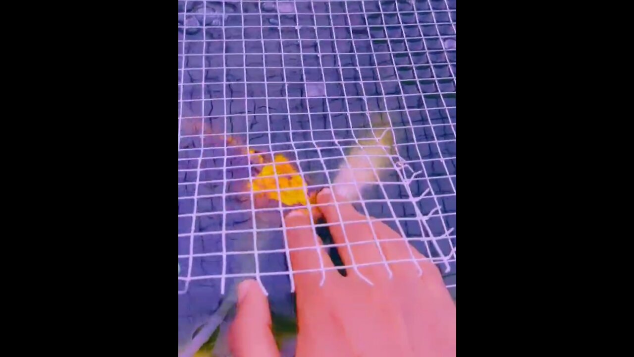 Friendly koi fish playing and hand feeding by owner.. so friendly