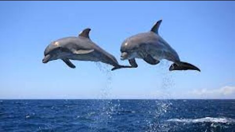 The World of Dolphins