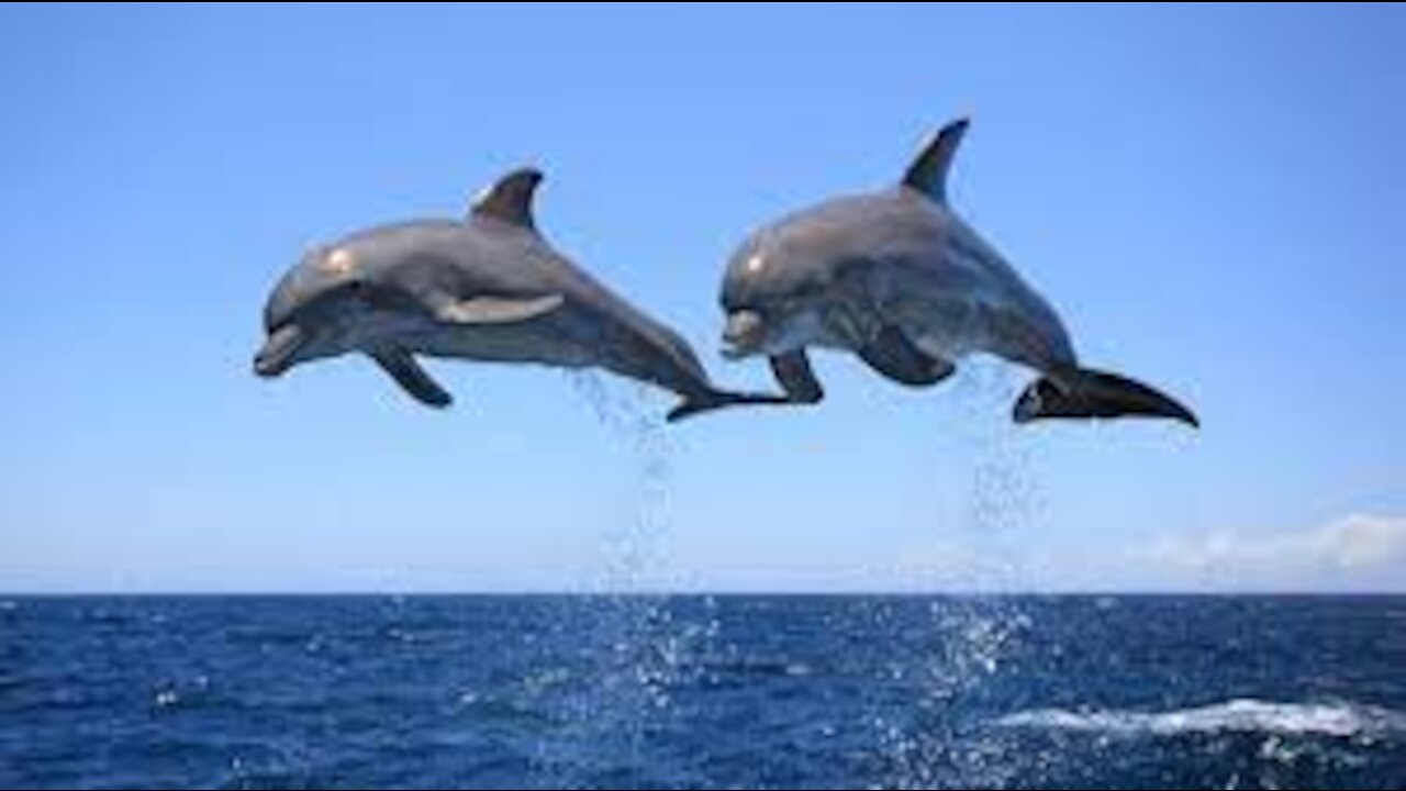 The World of Dolphins