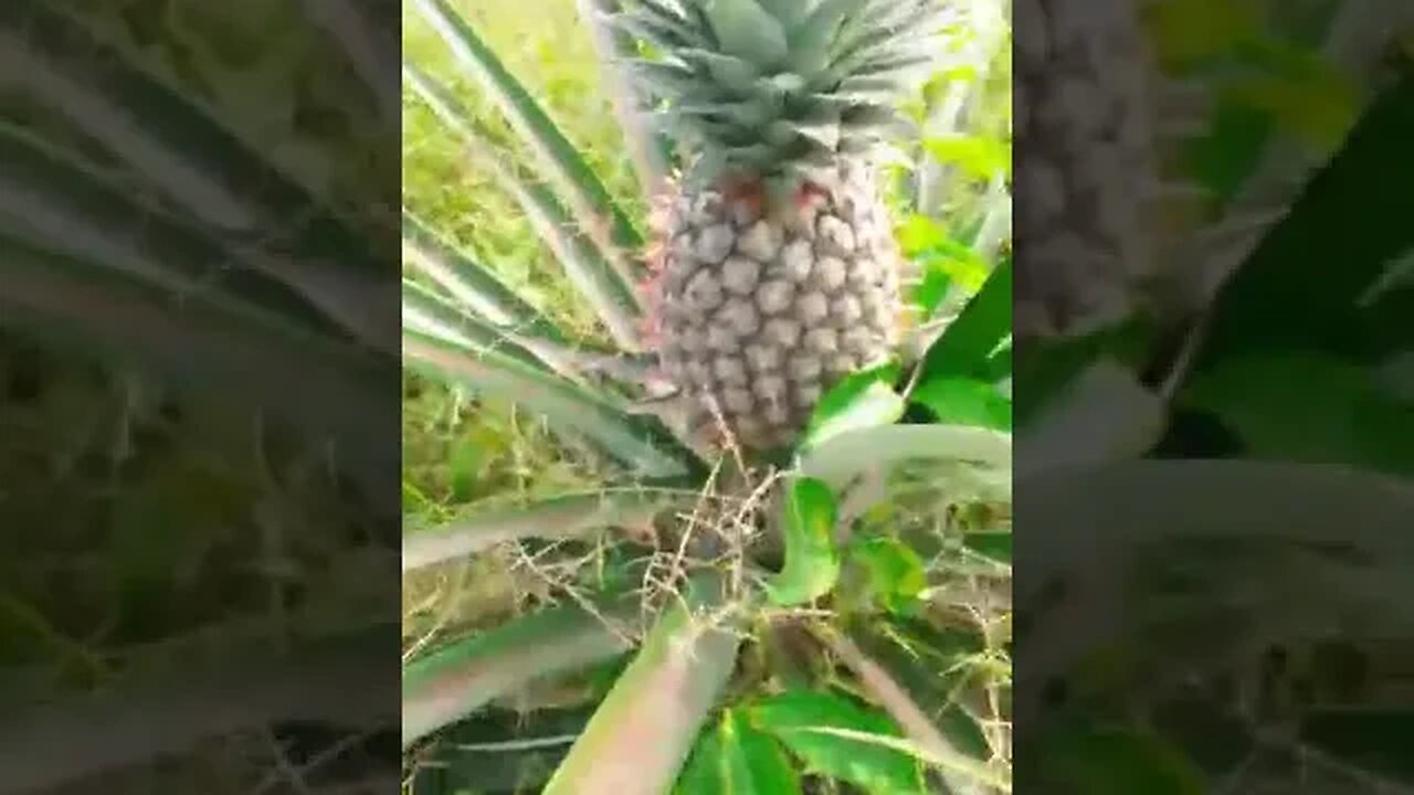 Le champ au cameroon