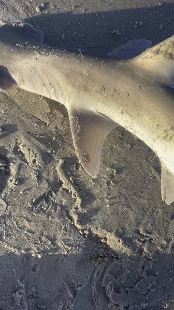 Big bonnet head shark