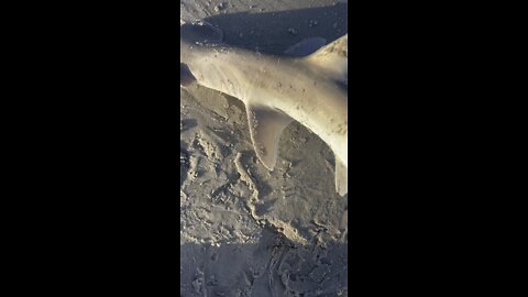 Big bonnet head shark