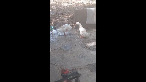 The duck life