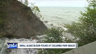 Health board issues algae bloom warning at popular dog beach as a precaution