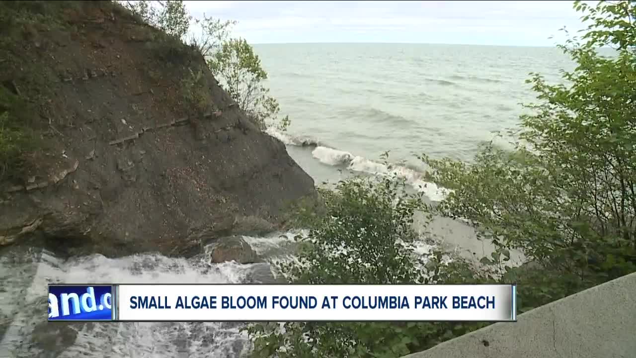 Health board issues algae bloom warning at popular dog beach as a precaution