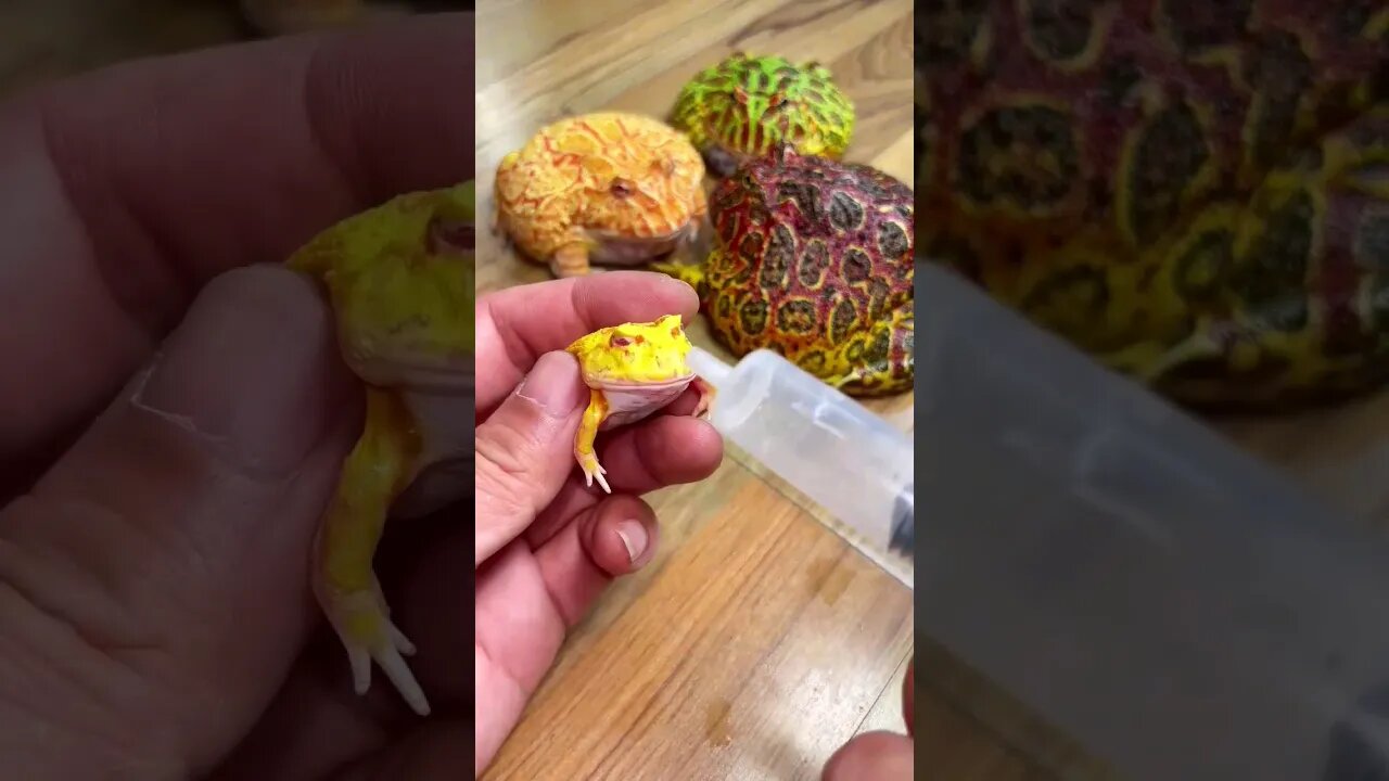 always funny #trending #viral #youtube #livescore #livestream