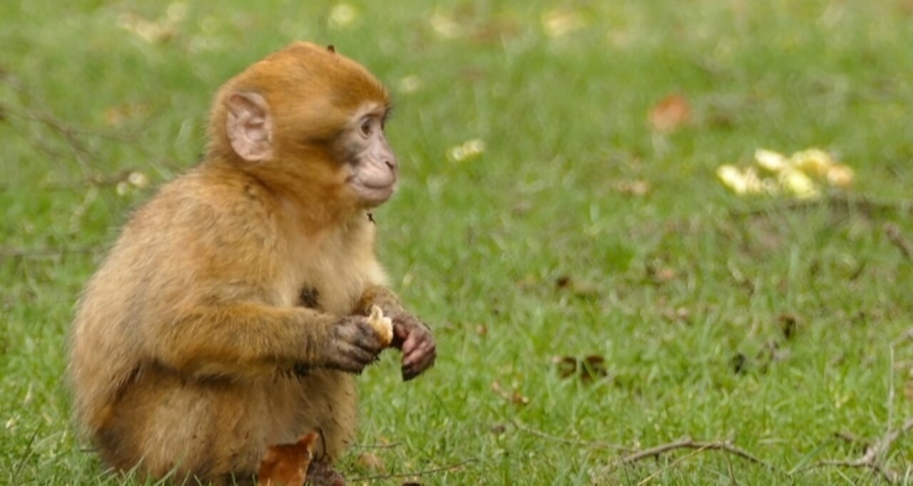 A Cute monkey eating fruits