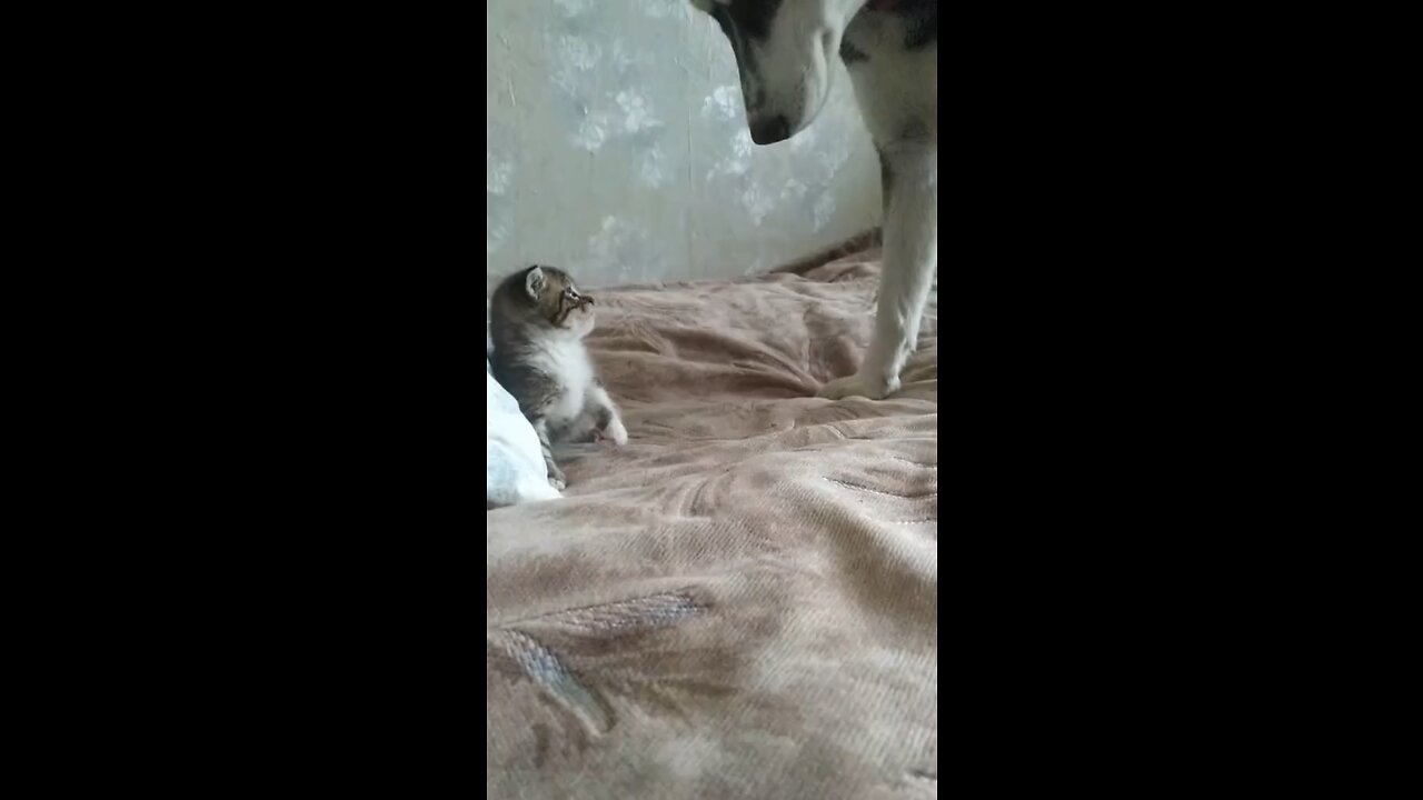 Dog vs cat