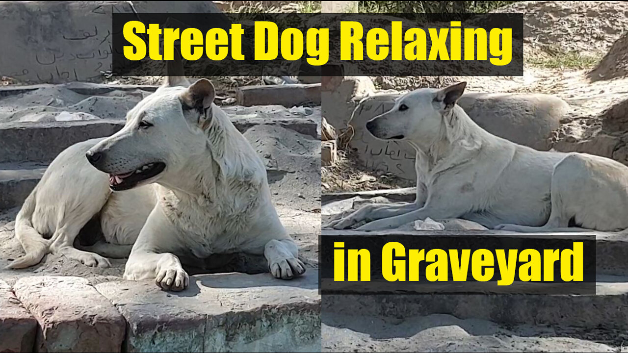 Street Dog Relaxing | White Street dog relaxing in the graveyard