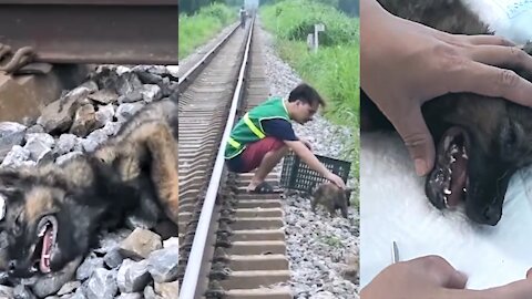 Dog Train Accident eyes full of tears begging for help