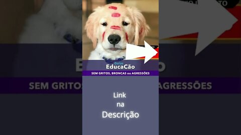 this puppy is beautiful!!!