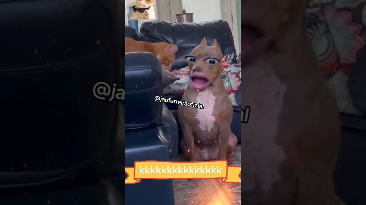 pitibunildo que pega gatonildes