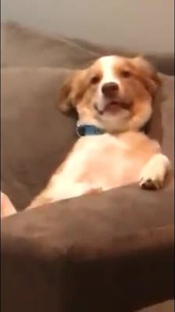 Chilled out dog relaxes on couch like a human