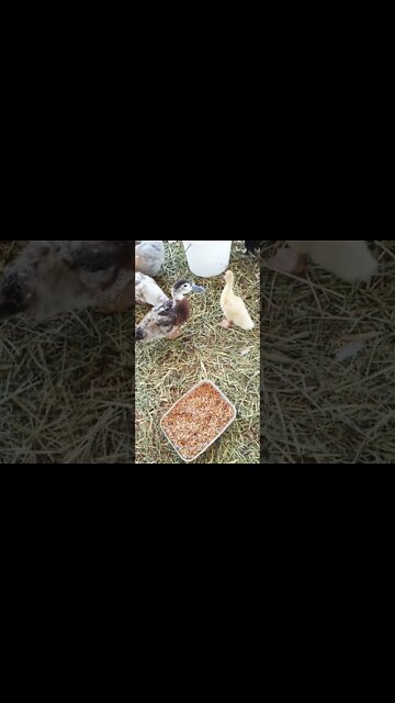 Some Ducklings 17th November 2022