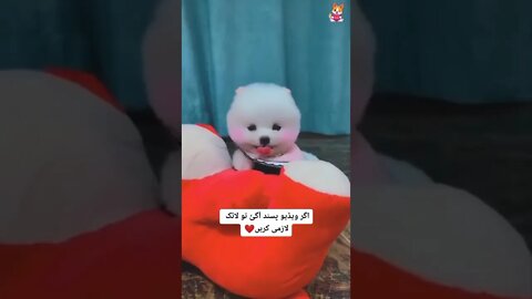 WHY.ARE.YOU.SO.CUTE??? #Puppy #Dogs #Shorts #Puppyvideo #Shortvideo #dog #doglover #cutedog #puppylo