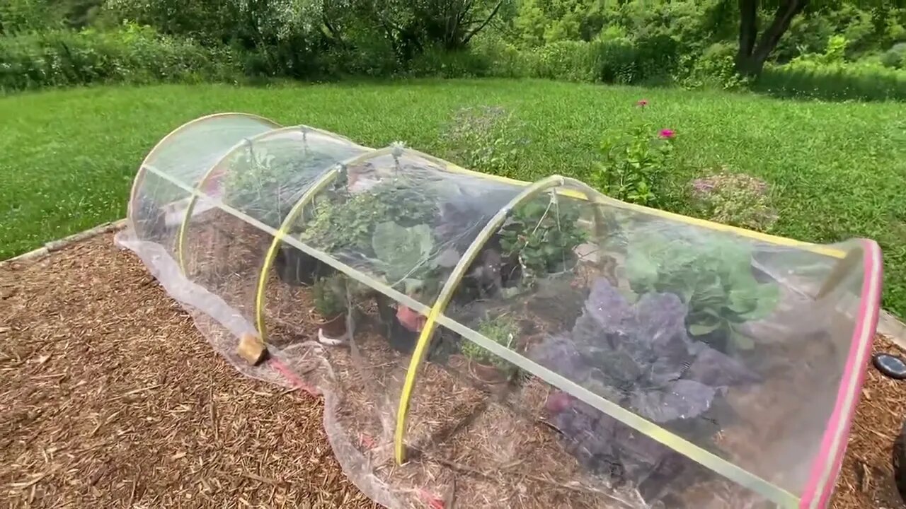Garden update 07/16/23 Squash Tunnel & Container Garden