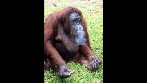 Orangutan smoking