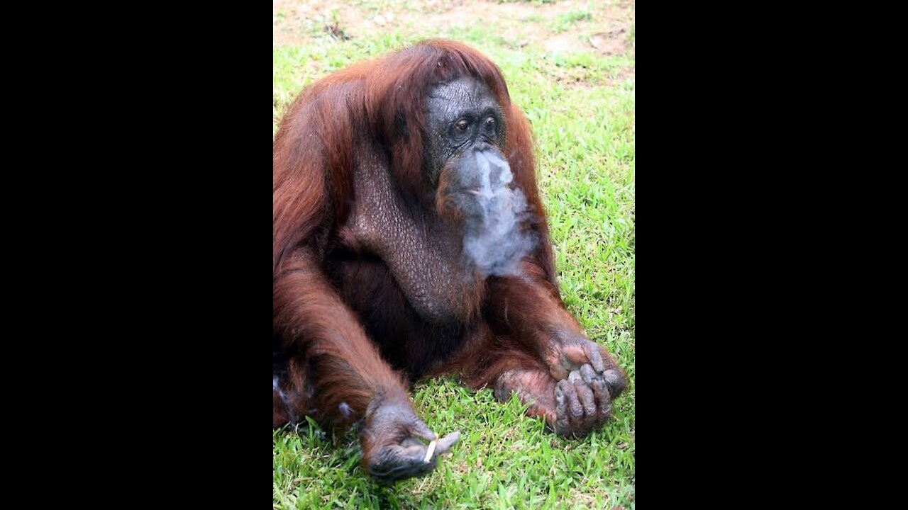 Orangutan smoking