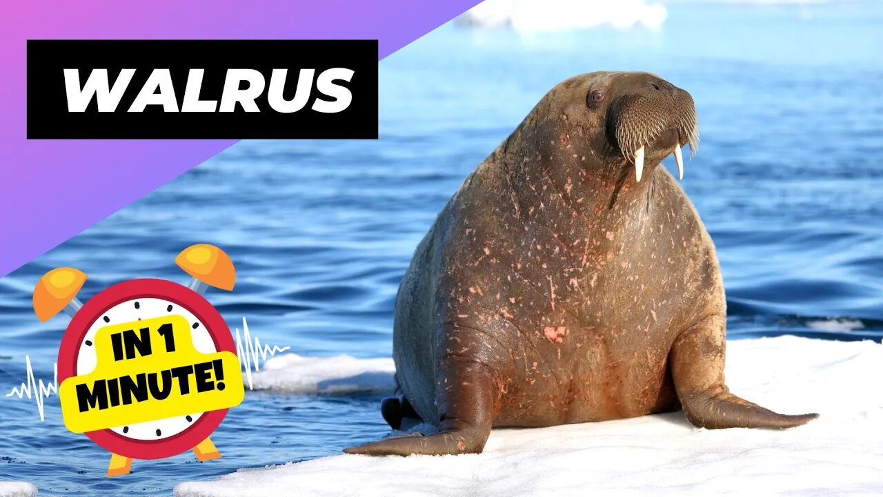 Walrus - In 1 Minute! 🦭 An Impressive Animal Found In The Arctic | 1 Minute Animals