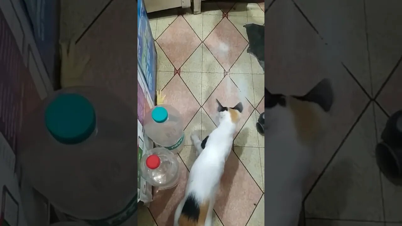 How funny it was? Must a Like & a Comment please.