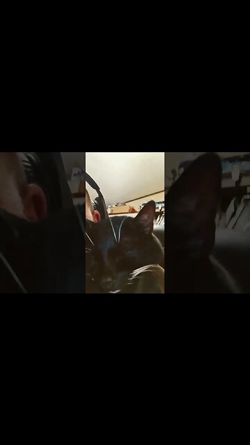 kitty sleeping #shortsfeed #cat #shortsvideo #kittycat #youtubeshorts